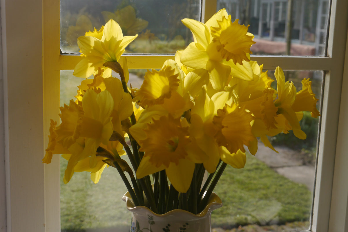 Best Seller daffodil bulbs naturalising in bulk cheap yellow near me