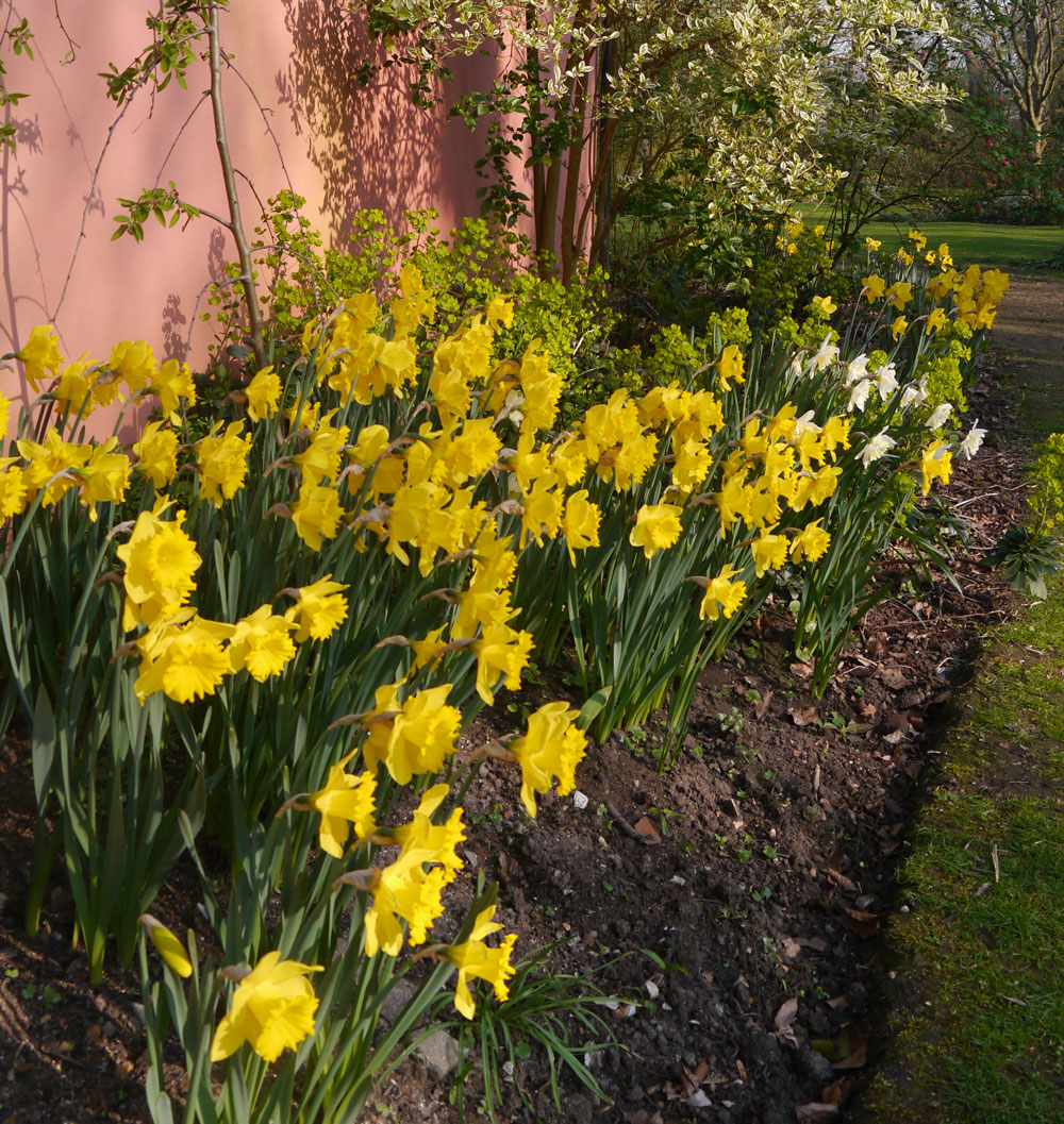 Best Seller daffodil bulbs naturalising in bulk cheap yellow near me