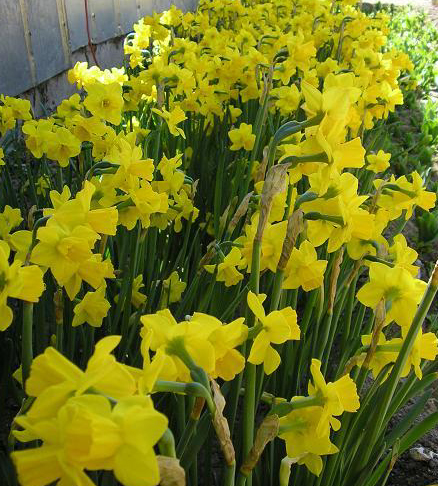 Quail jonquil short daffodil bulb yellow naturalising near me