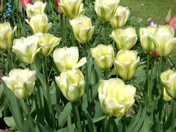 Spring Green tulip bulbs border tall spring cheap near me