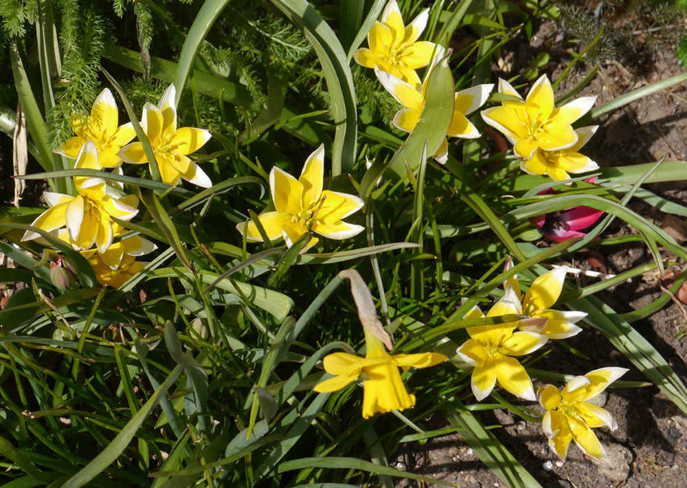 Turkestanica tulip bulb specie short yellow naturalising cheap near me