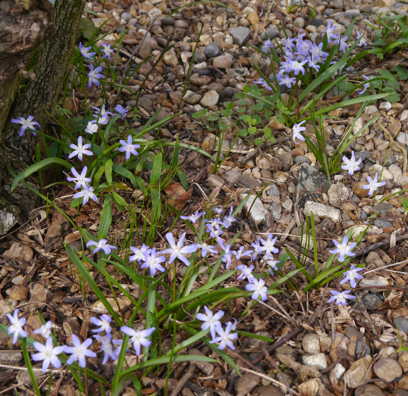 chionodoxa spring naturalising blue white stars cheap near me in bulk