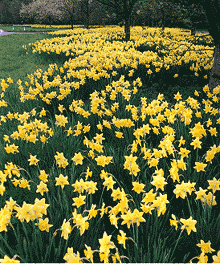 carlton daffodil bulbs in bulk naturalising near me