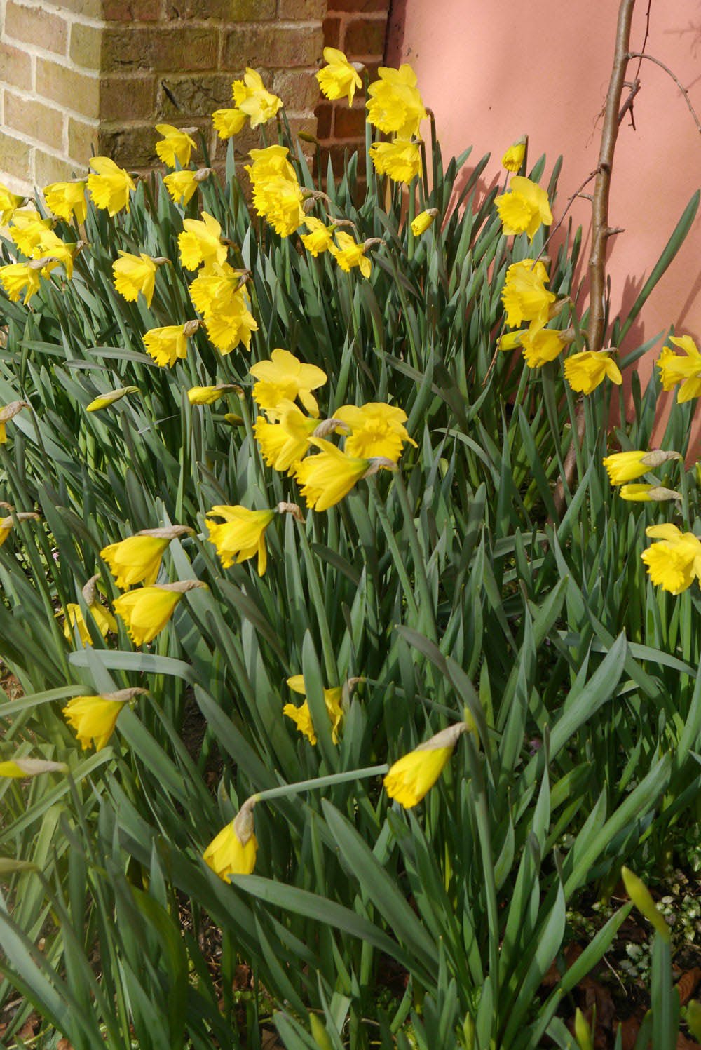 king alfred daffodil bulbs yellow naturalising cheap in bulk naturalising near me