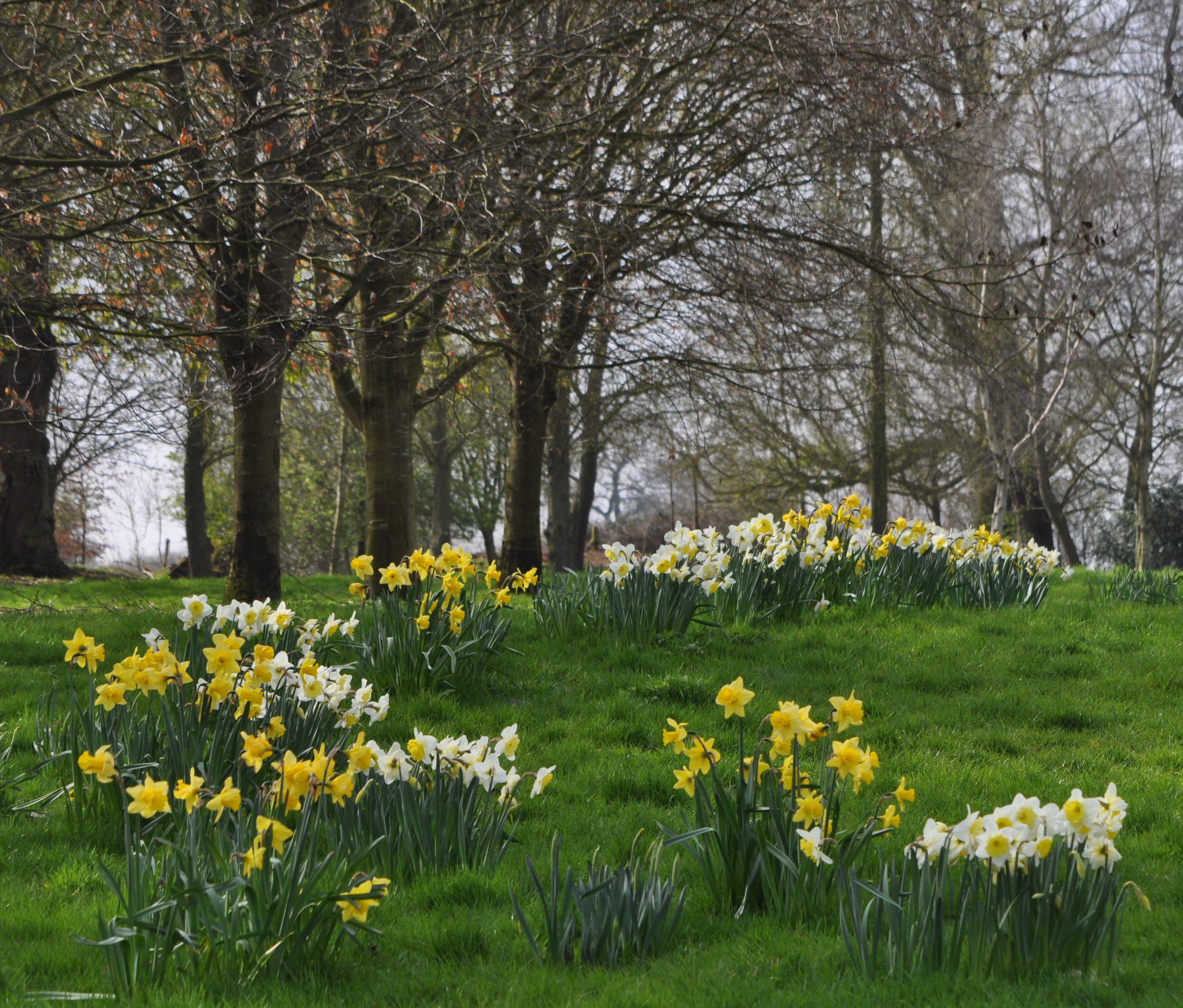 naturalising daffodil bulbs in bulk mixed varieties narcissus cheap near me