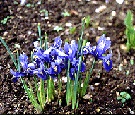 dwarf iris reticulata Joyce blue pots containers early spring cheap mear me
