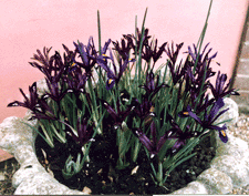 dwarf iris reticulata Pauline purple pots containers early spring cheap mear me