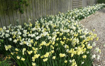 White Cheerfulness narcissus daffodil bulbs spring naturalising in bulk cheap near me