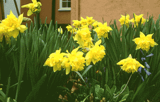 Dick Wilden yellow daffodil bulb naturalising near me
