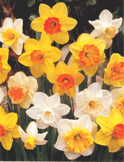 Narcissus mixed bulbs in bulk spring naturalising daffodils cheap near me