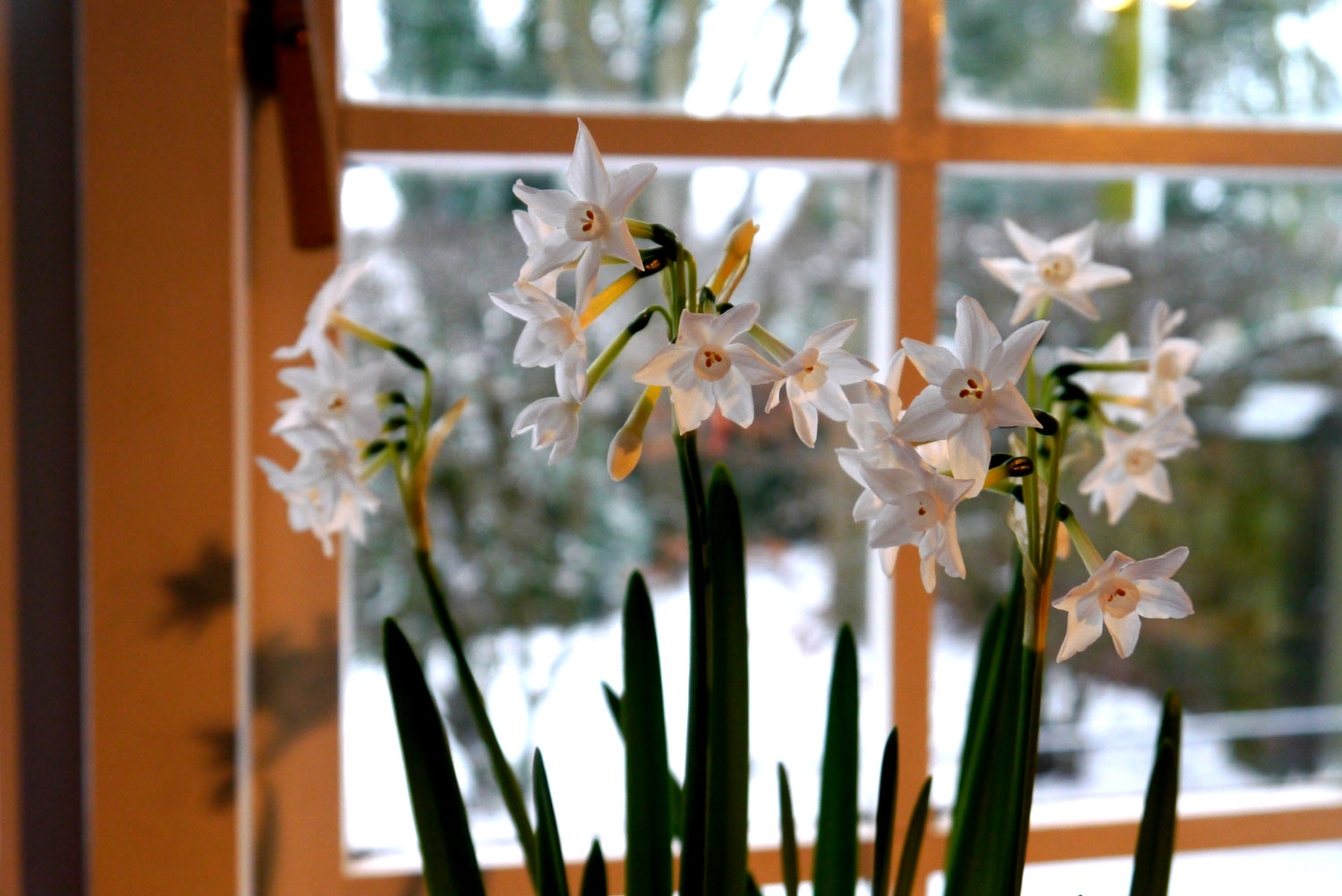 Paperwhite narcissus bulbs Ziva indoor winter flowering white scented near me