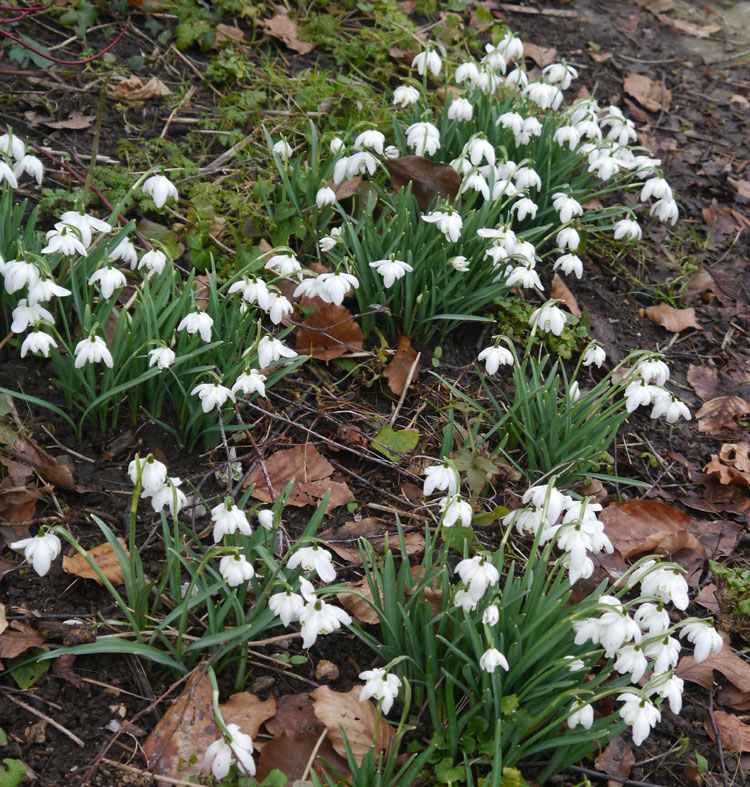 double snowdrops naturalising woodland in the green galanthus elwesii cheap near me