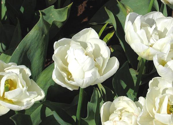 Evita tulip tall bulb white double flower border spring cheap near me