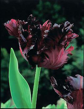 Black Parrot tulip tall bulb spring border cheap near me