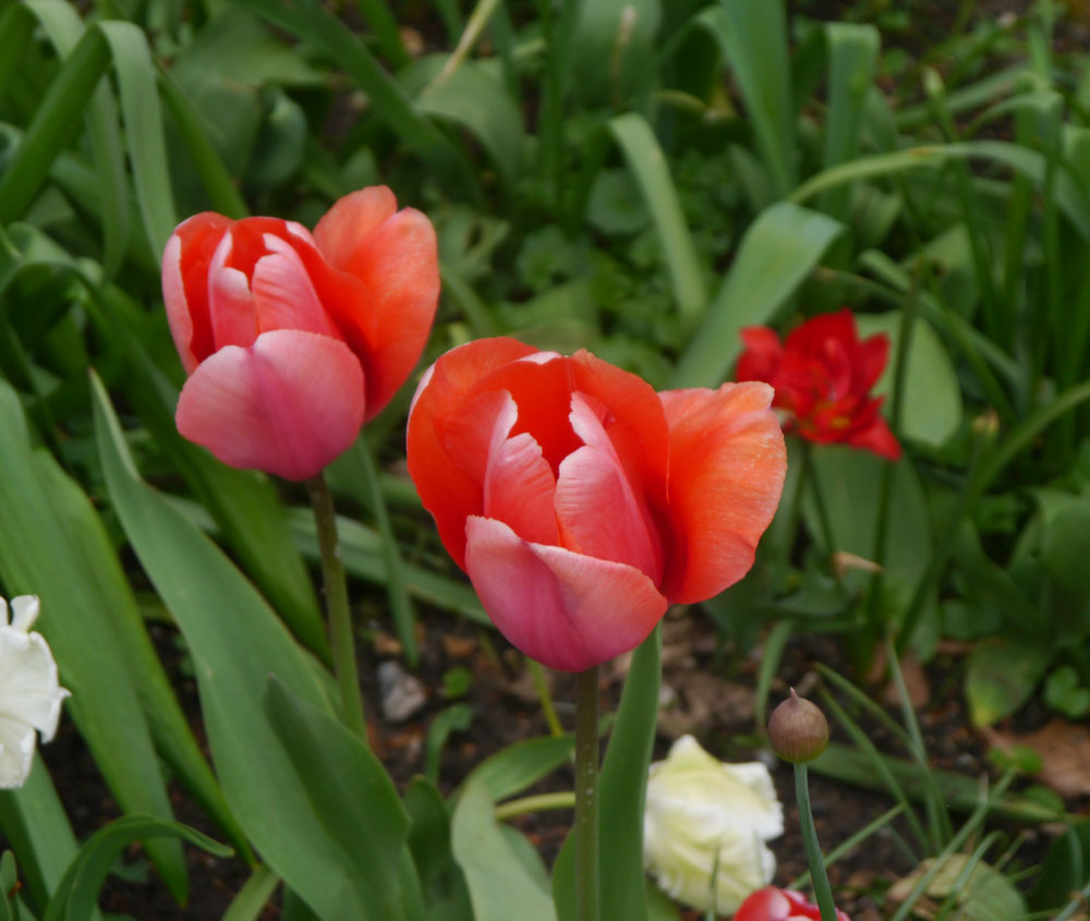 Apricot Impression pink tulip bulbs spring cheap in bulk near me 