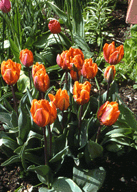 Princess Irene tulip bulb orange tulip border spring cheap near me