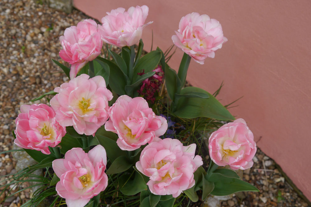 Angelique tulip bulb border tall spring pink double cheap near me