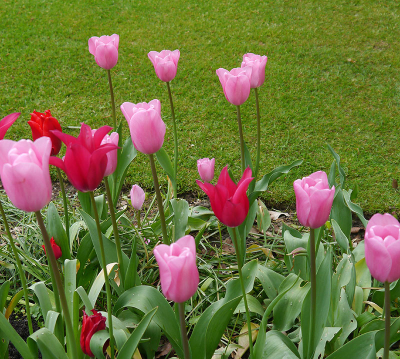 Pink Diamond tulip spring borderpink  tall cheap near me