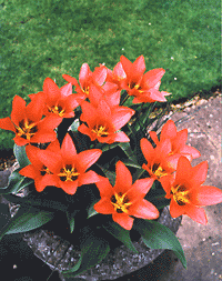 Fashion rockery tulip short orange early bulb conatiners cheap near me