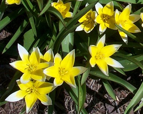 Tarda specie tulip bulb short early spring containers cheap near me