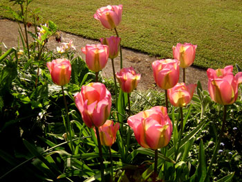 Groenland Greenland tulip bulb viridiflora pink spring border cheap near me