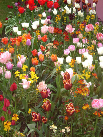 Mixed tulips bulbs in bulk bedding borders tall cheap near me
